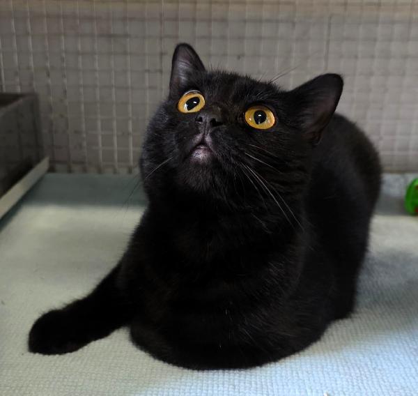 TANIA GATTINA  Foto 4